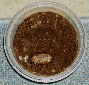 hatching1.jpg