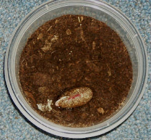 hatching2.jpg