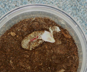 hatching3.jpg