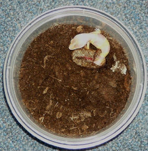 hatching4.jpg