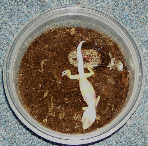 hatching5.jpg