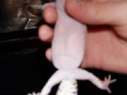 stuby.jpg