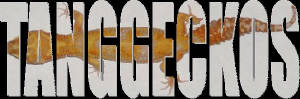 tanggeckos22.jpg