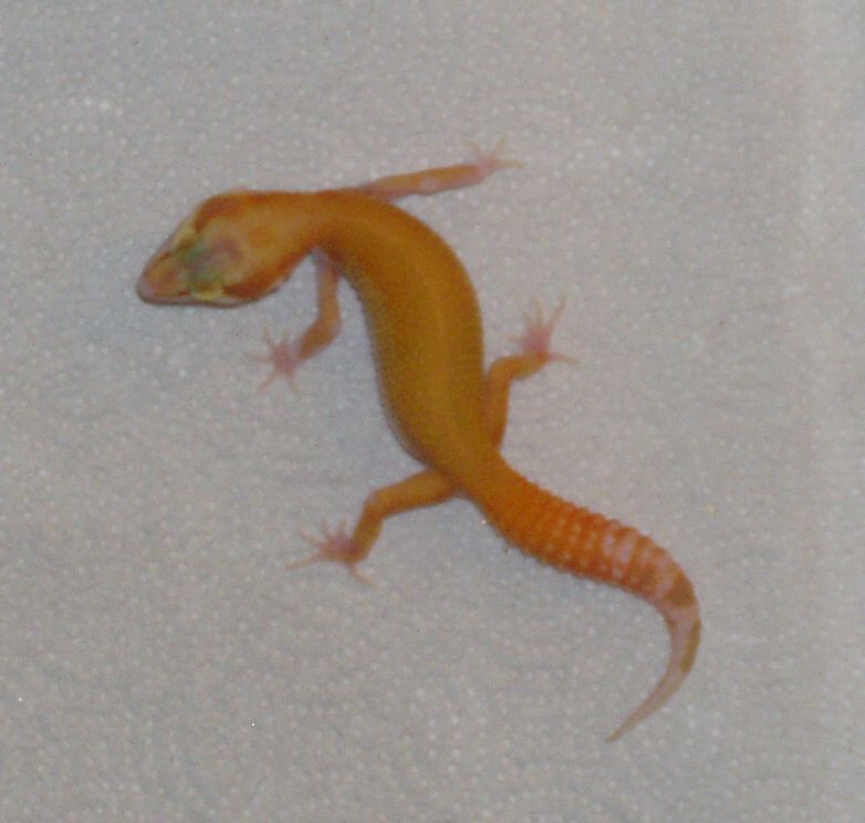geckos002.jpg