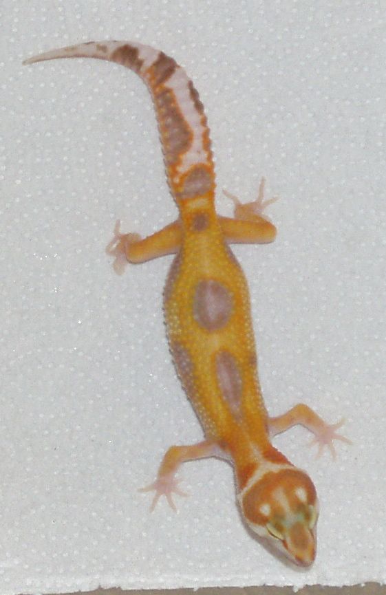 geckos008.jpg