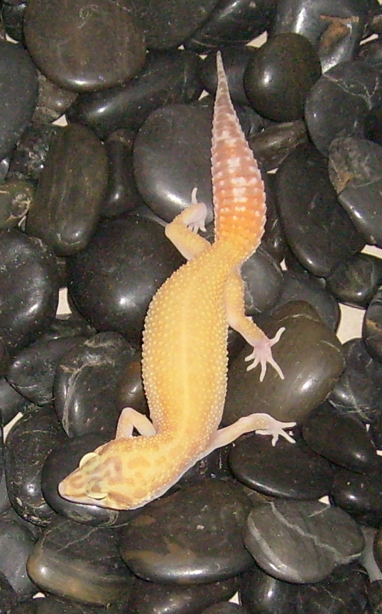 raptorfemale.jpg